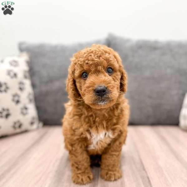 Bentley, Mini Goldendoodle Puppy