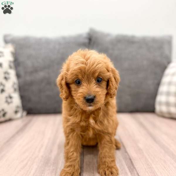 Nakia, Mini Goldendoodle Puppy