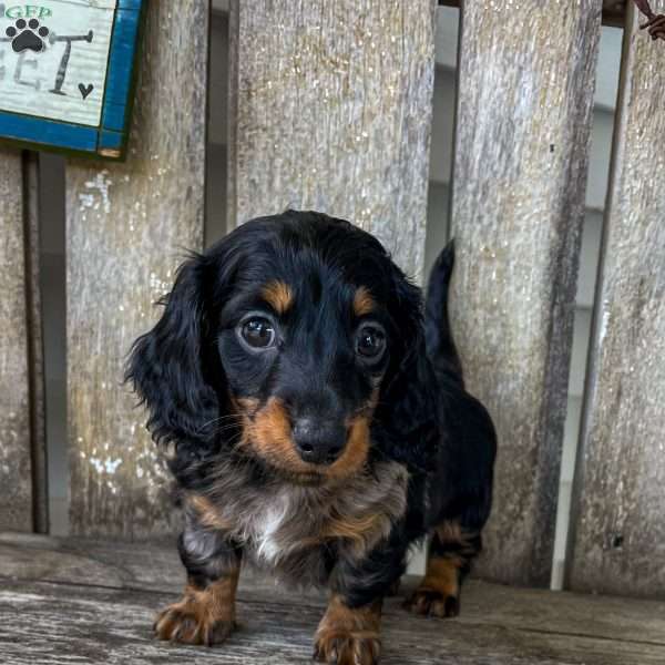 Jax, Dachshund Puppy