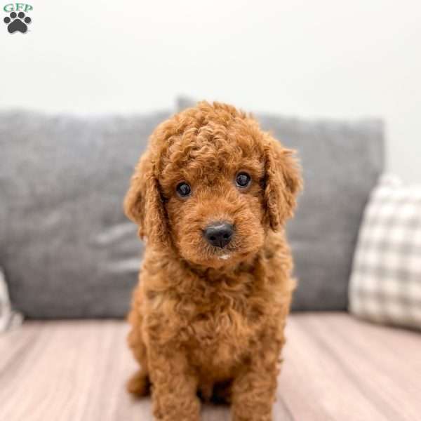 Asher, Mini Goldendoodle Puppy