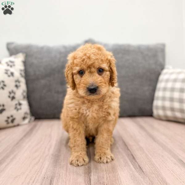 Rusty, Mini Goldendoodle Puppy