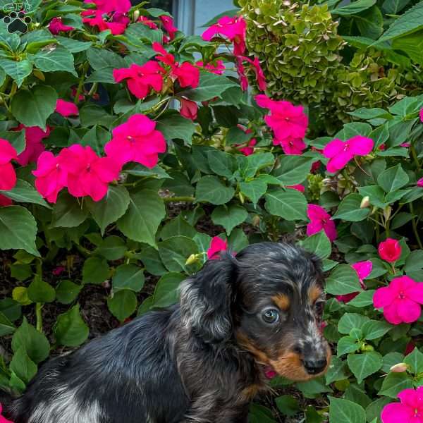 Jasper, Dachshund Puppy