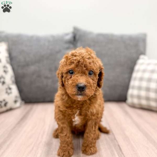 Arlo, Mini Goldendoodle Puppy