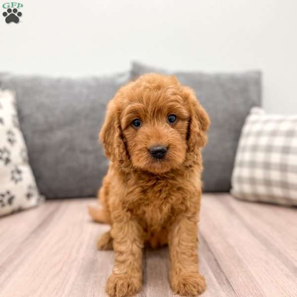 Tyra, Mini Goldendoodle Puppy