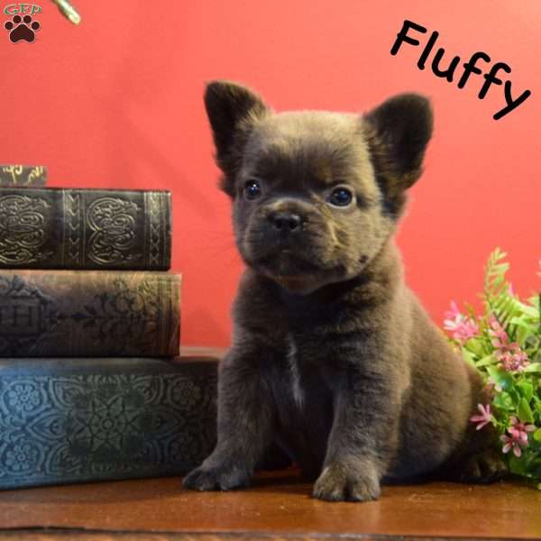 Sky, French Bulldog Puppy