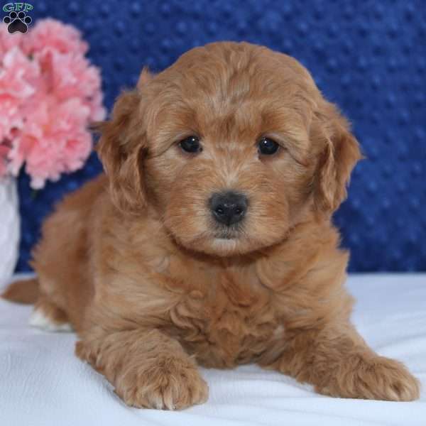 Willow, Mini Goldendoodle Puppy