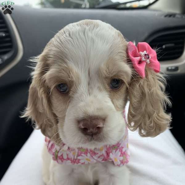 Chanel, Cocker Spaniel Puppy