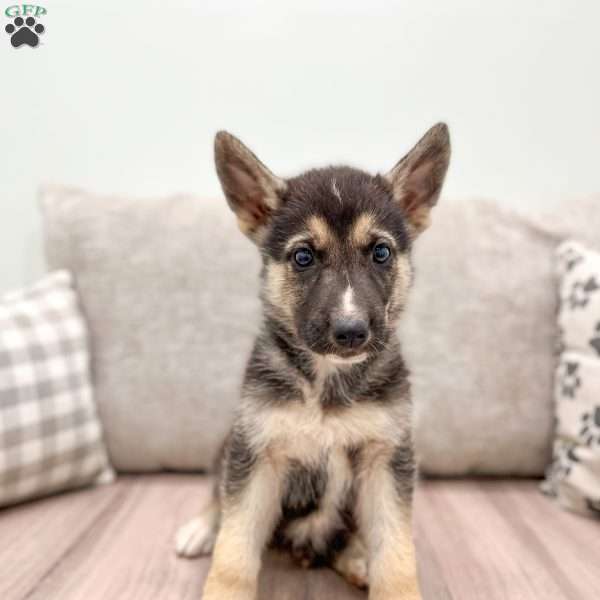 Sam, German Shepherd Mix Puppy