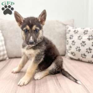 Sam, German Shepherd Mix Puppy