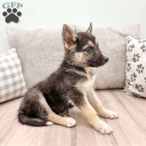 Sam, German Shepherd Mix Puppy