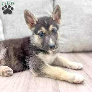 Sam, German Shepherd Mix Puppy