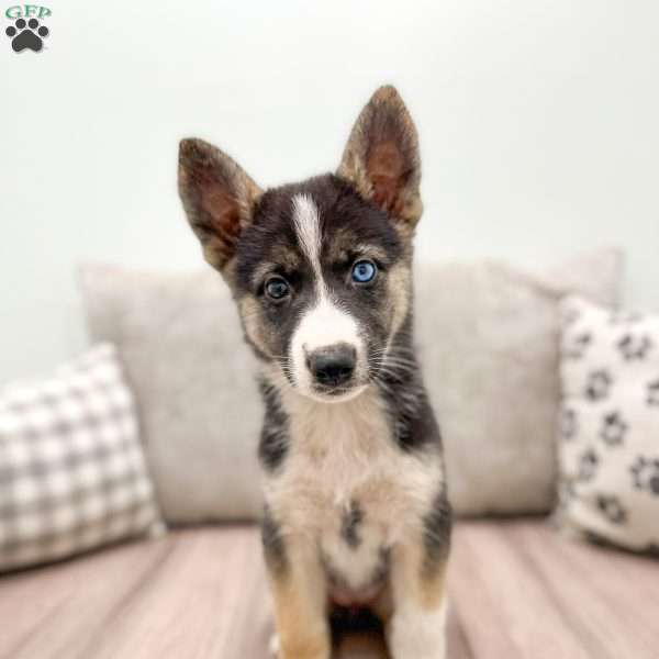 Izzy, German Shepherd Mix Puppy