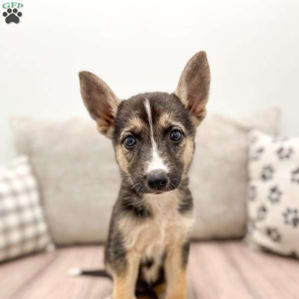 Rose, German Shepherd Mix Puppy