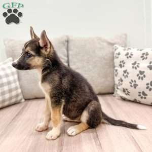 Rose, German Shepherd Mix Puppy