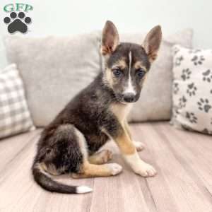 Rose, German Shepherd Mix Puppy