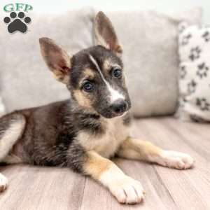 Rose, German Shepherd Mix Puppy