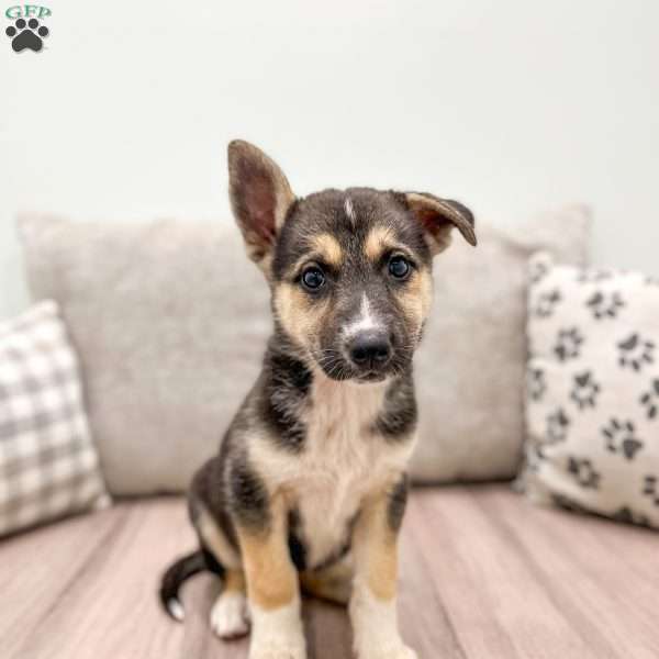 Joy, German Shepherd Mix Puppy