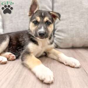 Joy, German Shepherd Mix Puppy