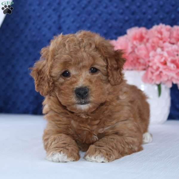 Wynet, Mini Goldendoodle Puppy