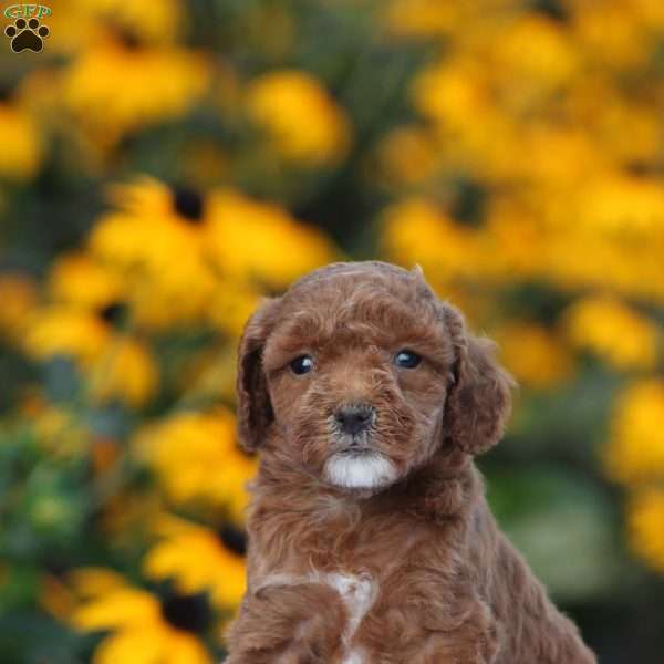 Arrow, Toy Poodle Puppy