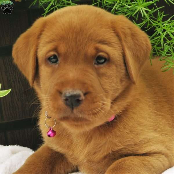 Ruby Flare, Fox Red Labrador Retriever Puppy