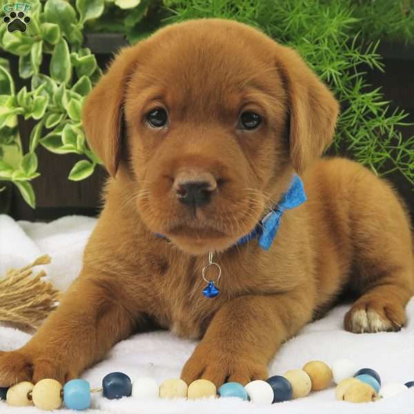 Red Hot Tabasco, Fox Red Labrador Retriever Puppy