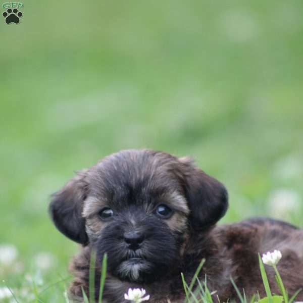 Fianna, Toy Poodle Mix Puppy