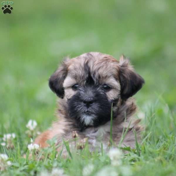 Fudge, Toy Poodle Mix Puppy