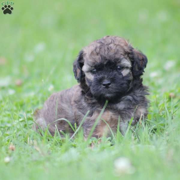 Forest, Toy Poodle Mix Puppy