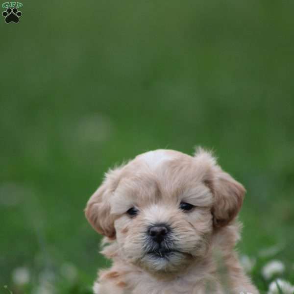 Felix, Toy Poodle Mix Puppy