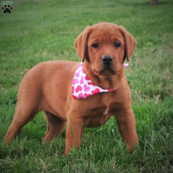 Fiona Flash, Fox Red Labrador Retriever Puppy