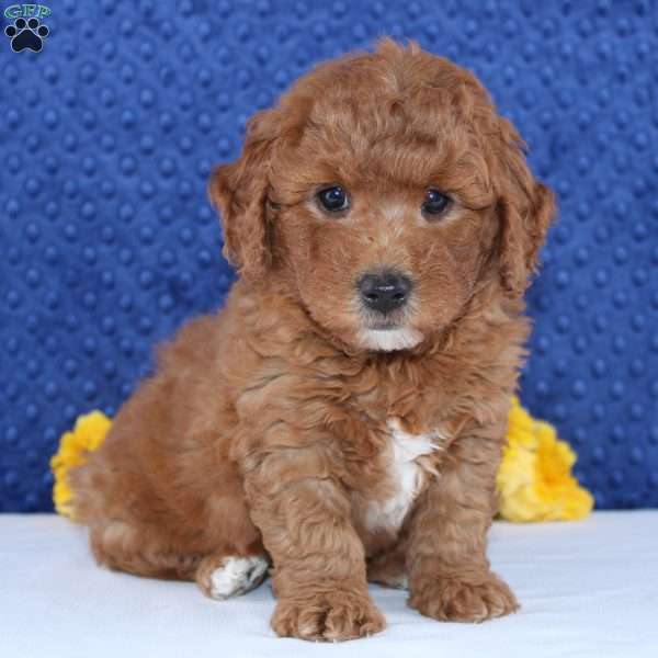 Walker, Mini Goldendoodle Puppy