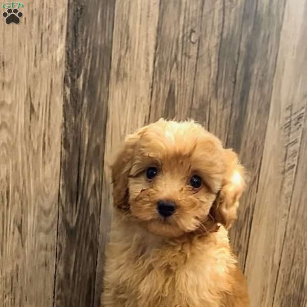 Piper, Cavapoo Puppy