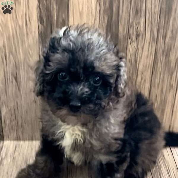 Pippin, Cavapoo Puppy