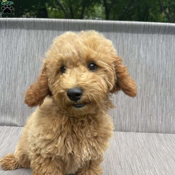 Bella F1bb, Mini Goldendoodle Puppy