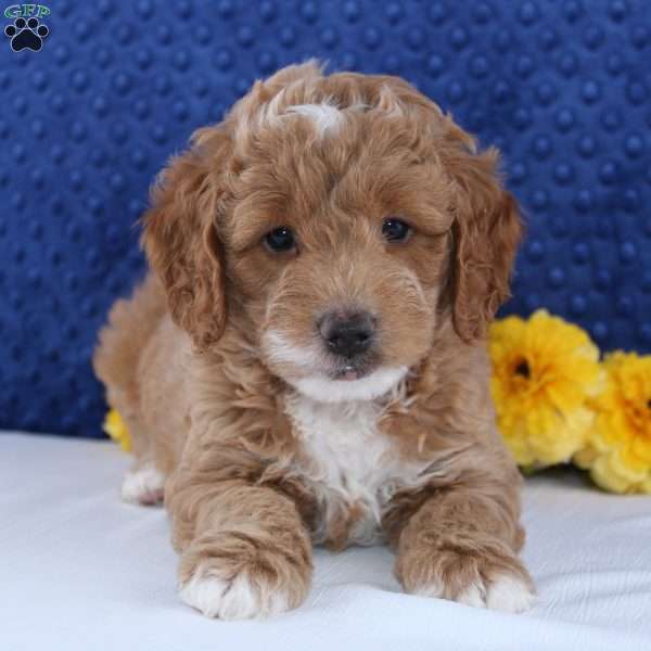 Wade, Mini Goldendoodle Puppy