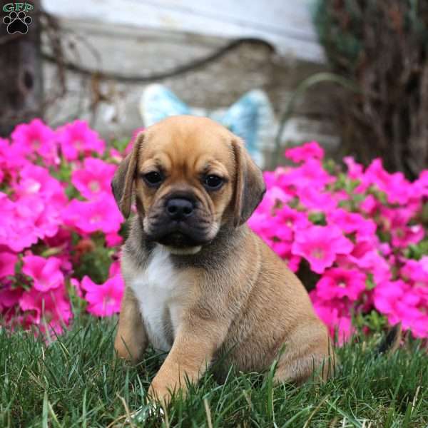 Tucker, Puggle Puppy