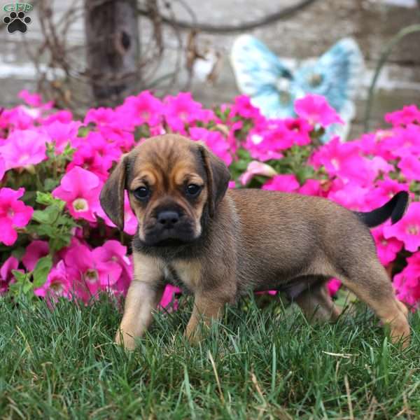 Max, Puggle Puppy