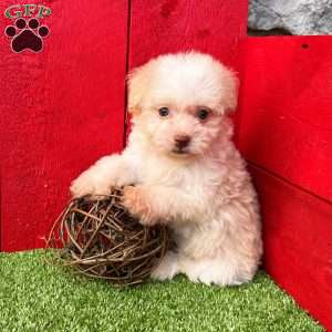 Bingo, Havanese Puppy