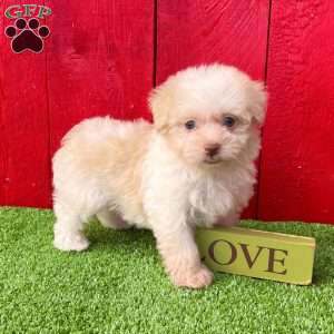 Bingo, Havanese Puppy