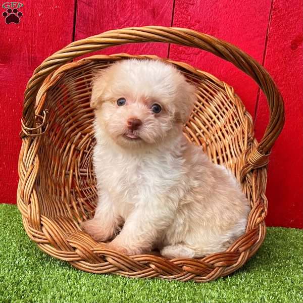 Bingo, Havanese Puppy