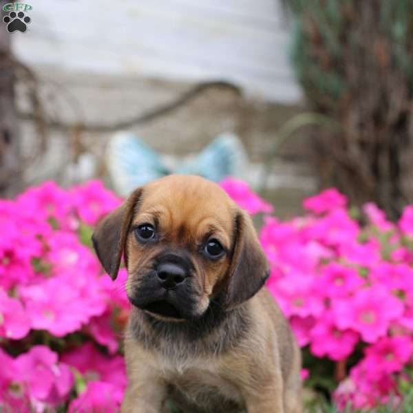 Bella, Puggle Puppy