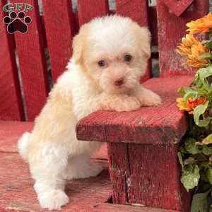 Bingo, Havanese Puppy