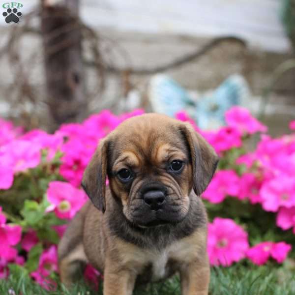 Victor, Puggle Puppy