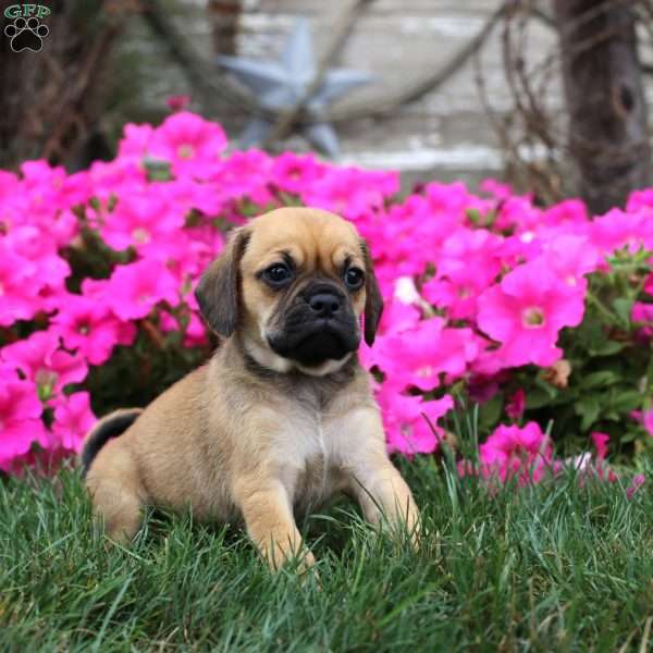 Macey, Puggle Puppy