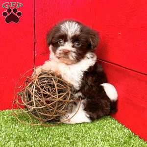 Billy, Havanese Puppy