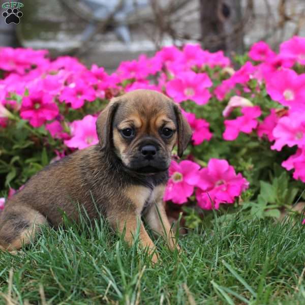 Ellie, Puggle Puppy