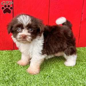 Billy, Havanese Puppy