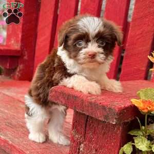 Billy, Havanese Puppy