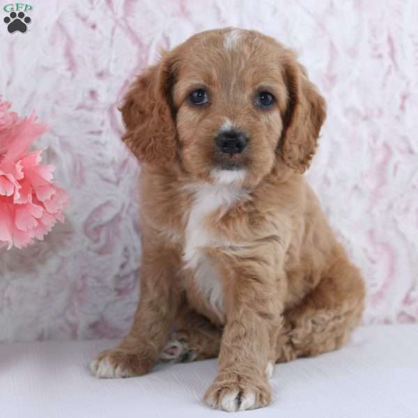 Anisa, Cockapoo Puppy